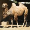 bactrian camel-1